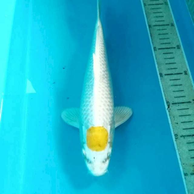 Tancho Hariwake, 30 cm