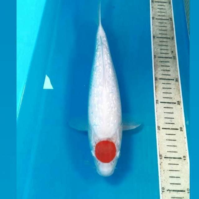 Tancho Kohaku Ginrin, 34 cm