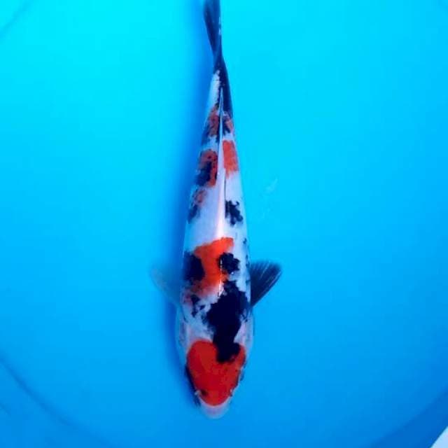 Showa 25cm