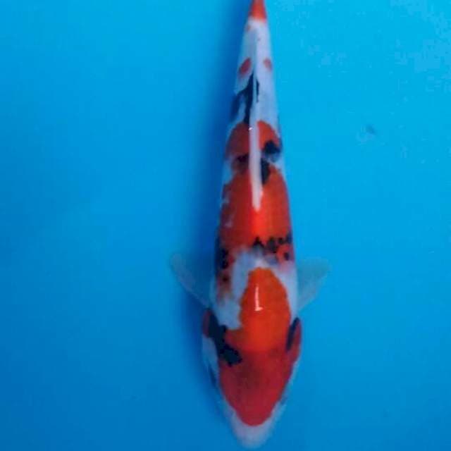 Showa tateghoi 24cm