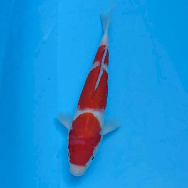 Kohaku 20BU joss
