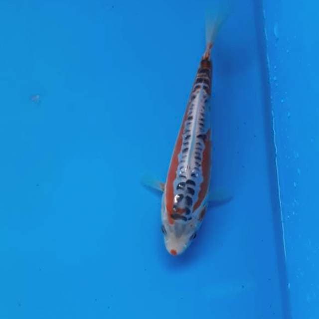 Baby shusui 16cm
