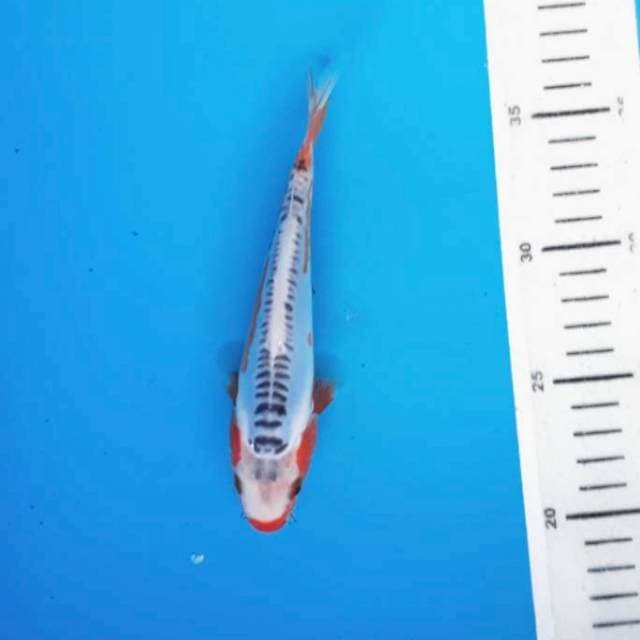Baby shusui 17cm