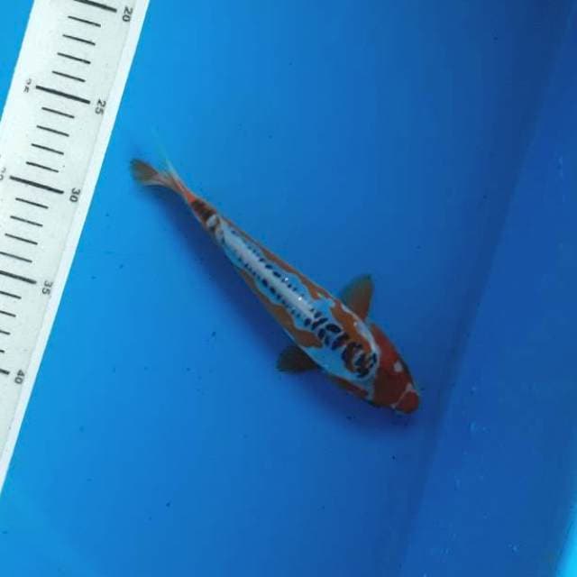 Baby shusui 20cm