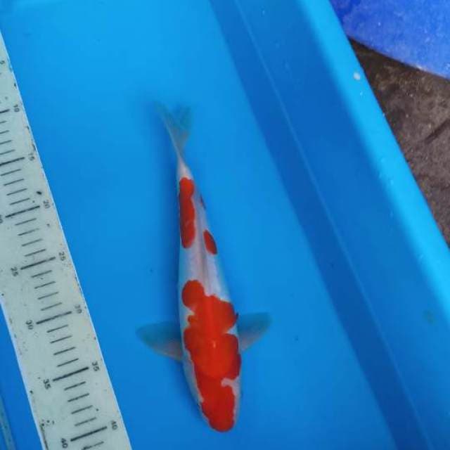 Kohaku doitsu