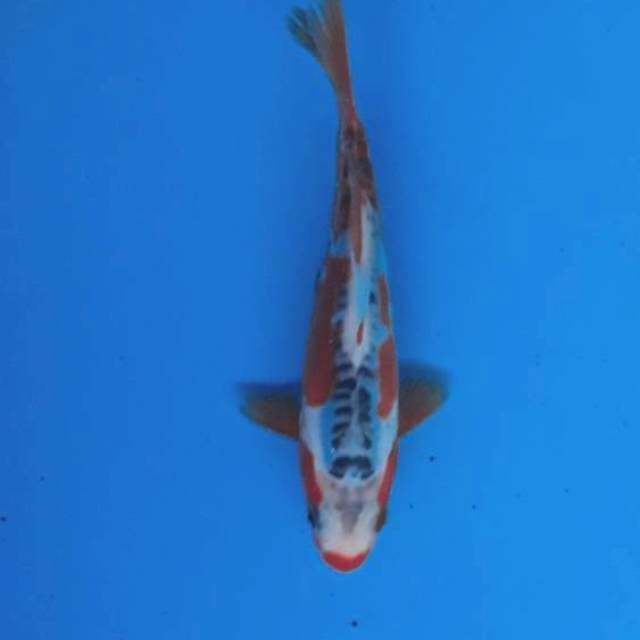 Baby shusui 14cm