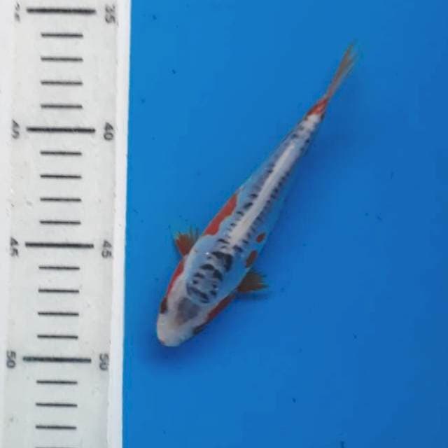 Baby shusui 14cm