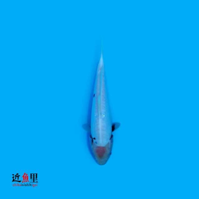 Kumon 20 cm