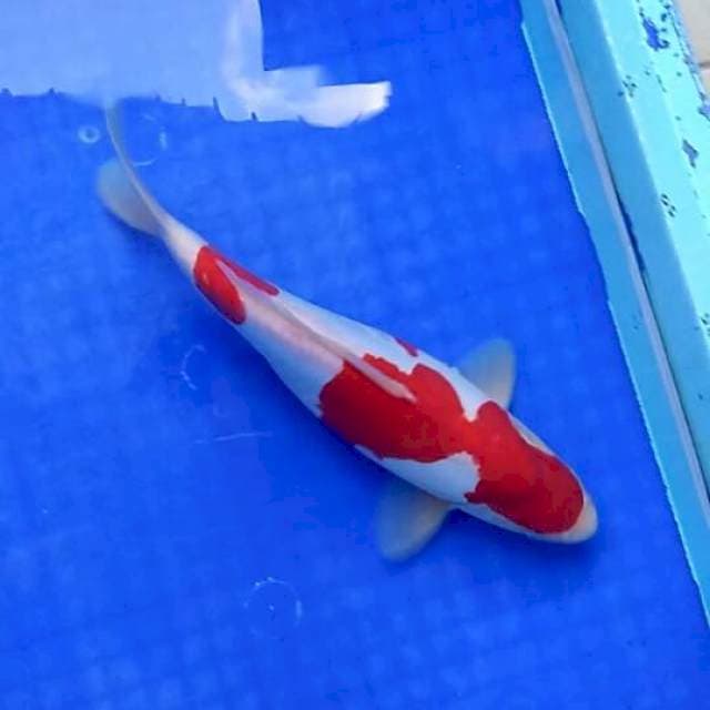 Male 30cm. Doitsu bulky