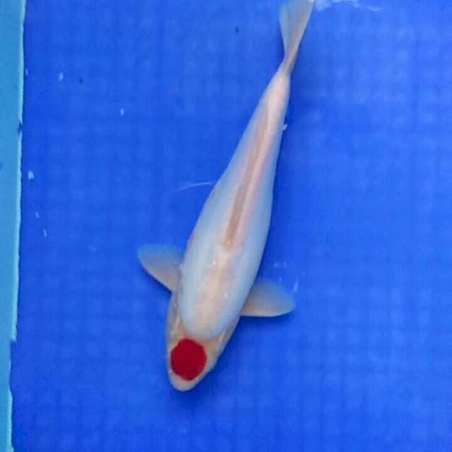 Male 30cm. Tancho Ori. Doitsu
