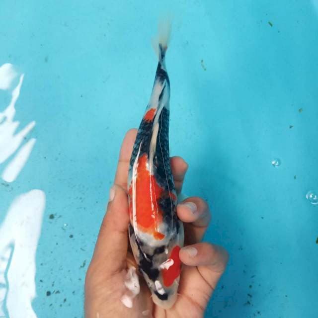 Showa 22cm