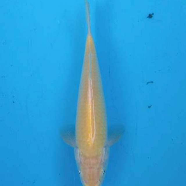 Karasi mata merah