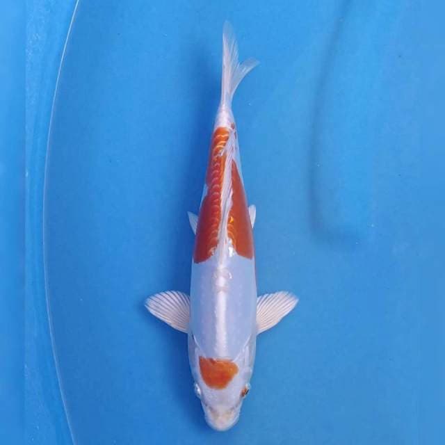 Okawa Kikushui