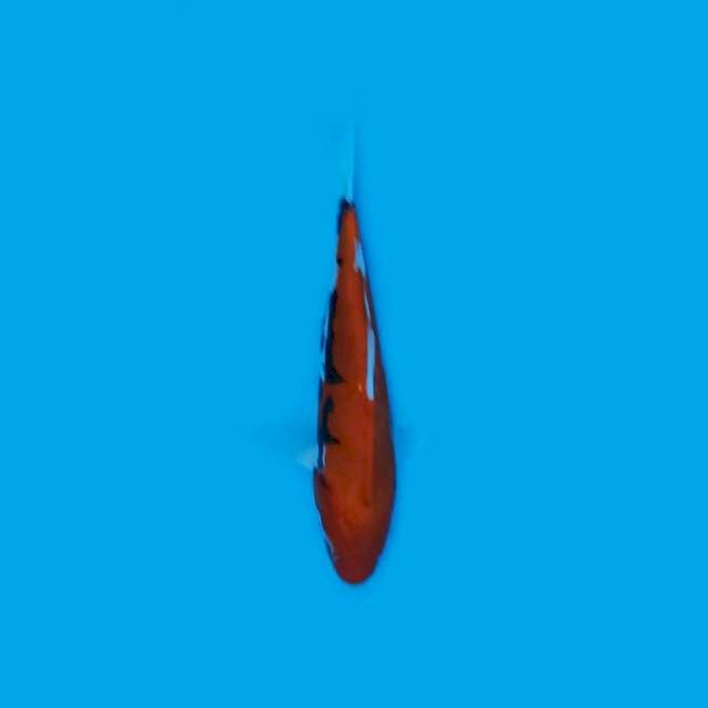 Beni Kumon 19cm