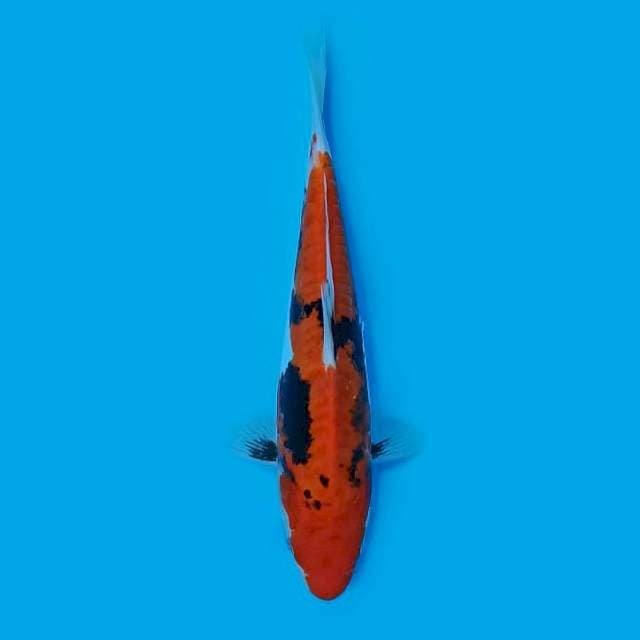 ND BENI CUMONE 20CM