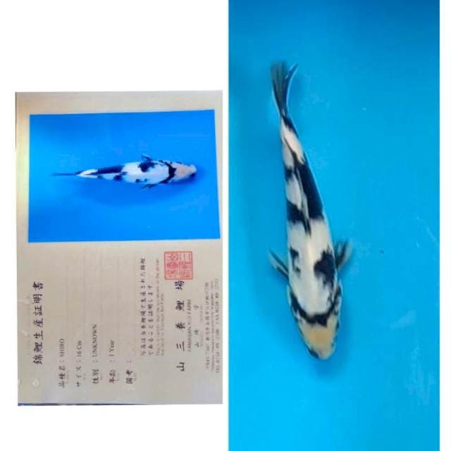 Shiro serti yamasan 20bu