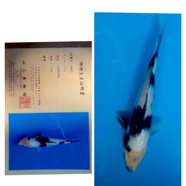 Shiro Serti Yamasan 20bu