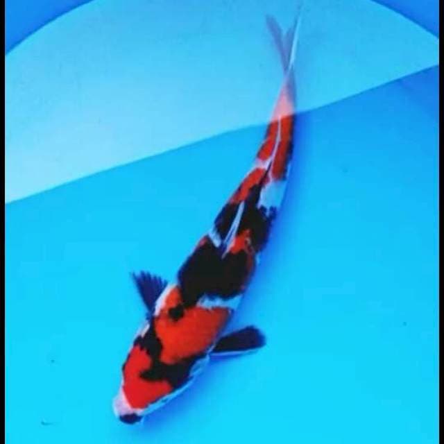 Showa 25cm