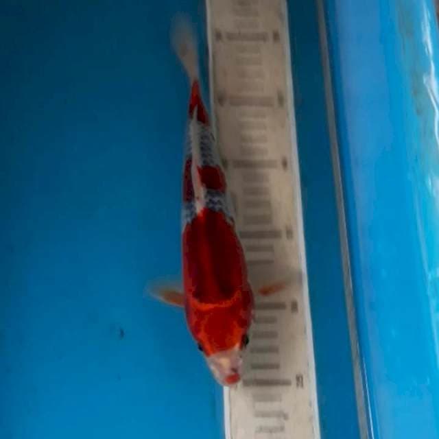 Ghosiki Male