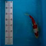 Kohaku 26 cm, ktp blitar