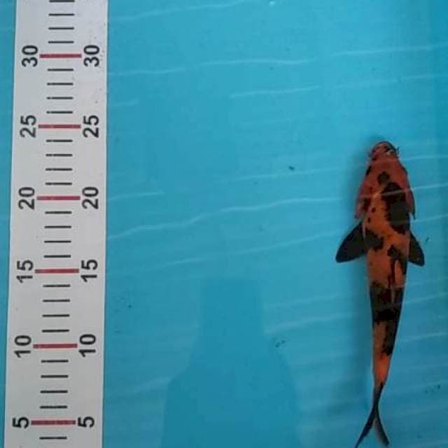 Hi utsuri, 21 cm, ktp blitar