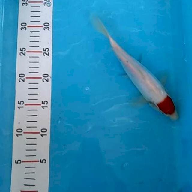 Tancho, 24 cm, ktp blitar