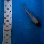 Tancho, 24 cm, ktp blitar