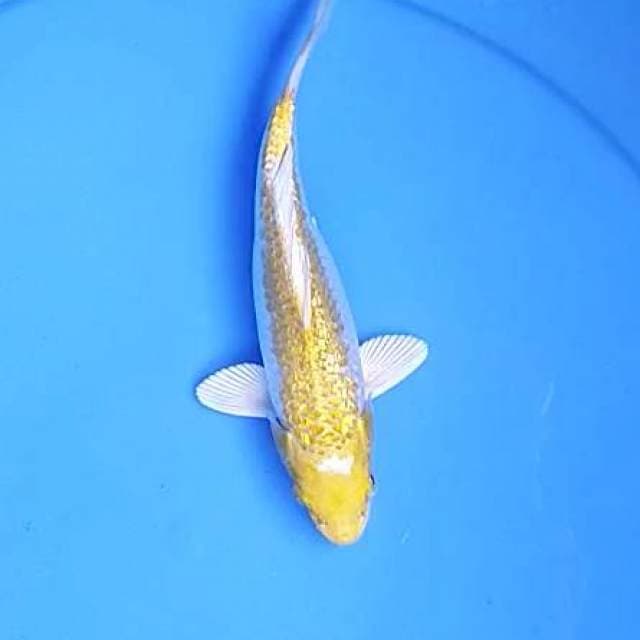 Hariwake Ginrin 18 cm