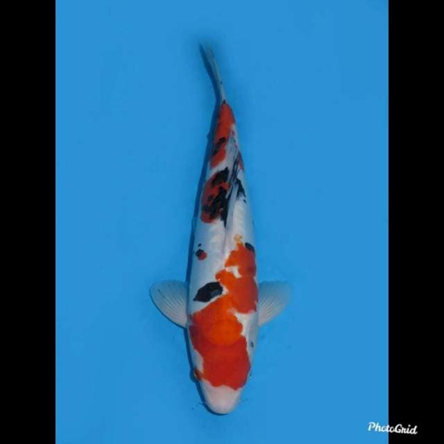 36cm , Doitsu Sanke Muri