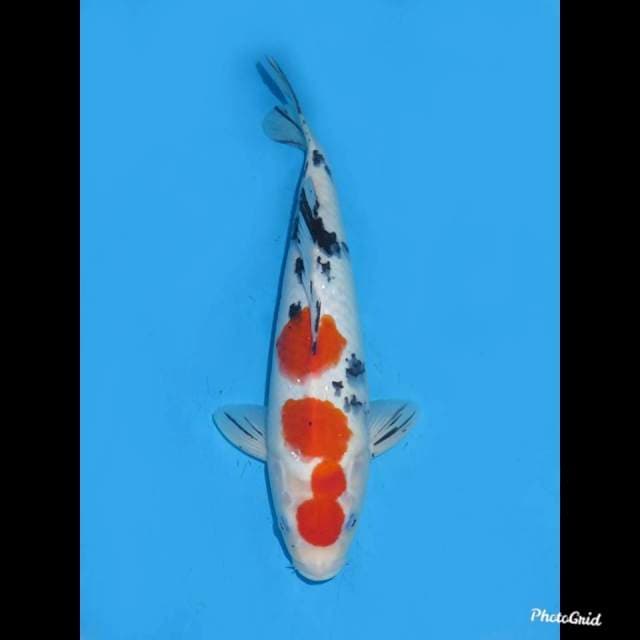 34cm , Putih Salju , Sanke Tsubo Sumi