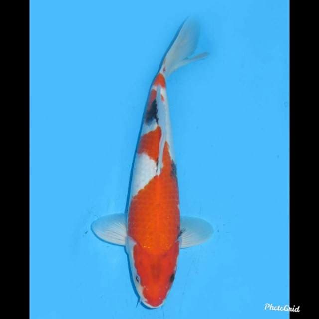 34cm , Showa Tategoi Halus