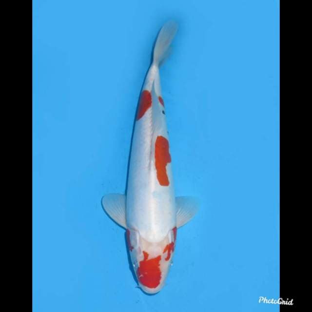 38cm ,Doitsu kindai Tategoi Jozz