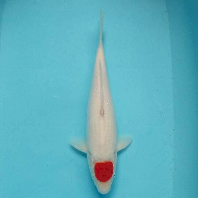 Tanco kohaku bulky
