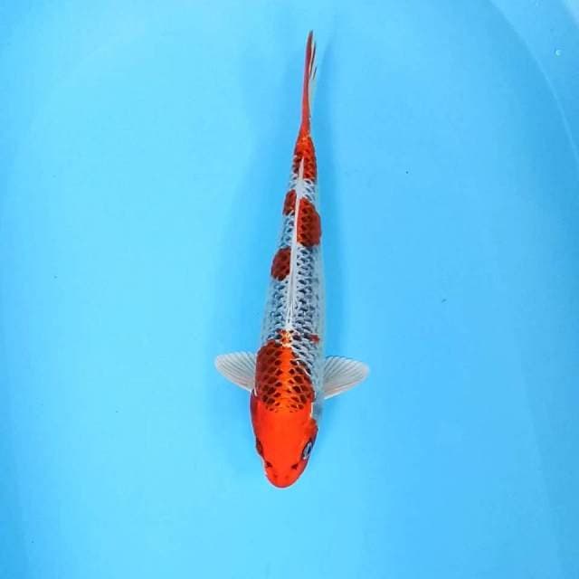 3. Kujaku || 35 cm || Jantan