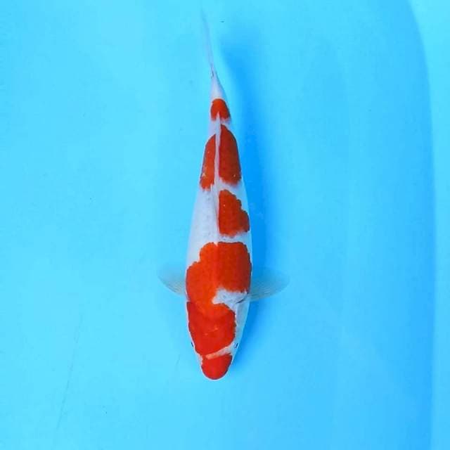 4. Kohaku Good Body || 32 cm