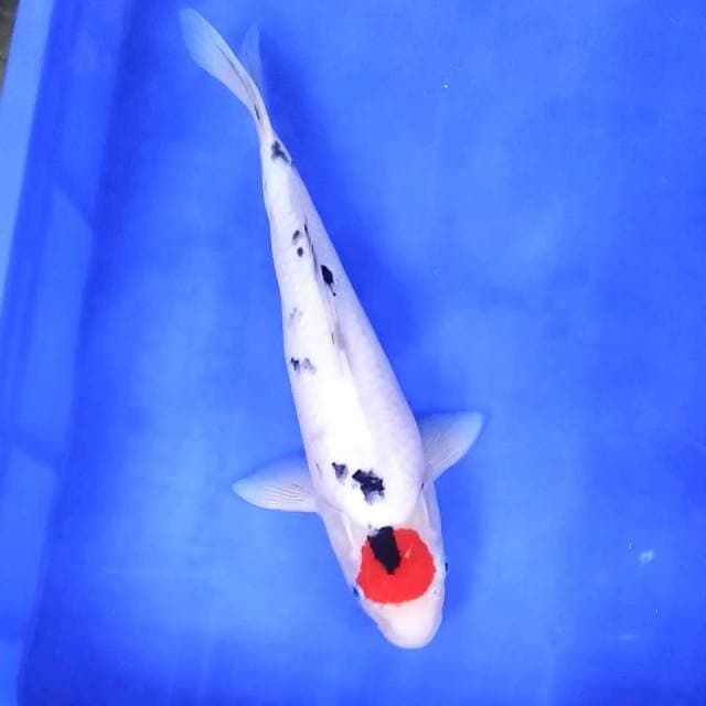 8. Tancho Showa || 37 cm