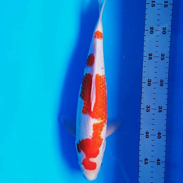 Inazuma ginrin 35cm male