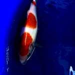 kohaku 3step gread A+ 