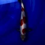 A+ KOHAKU 