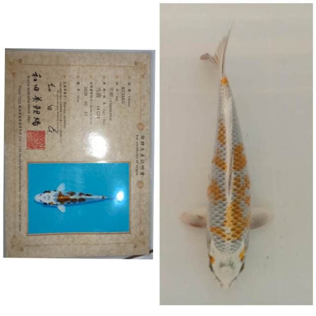 Kujaku Wada 