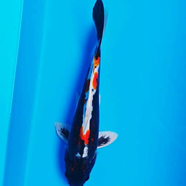 Good kiko 29cm male