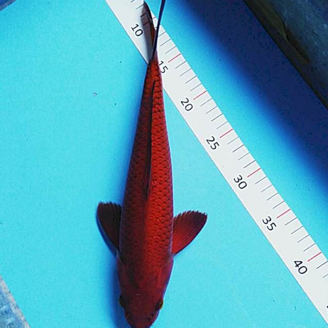 Tembaga sisik salak 35cm male