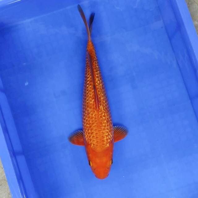 Red Karashi Ginrin # 38cm