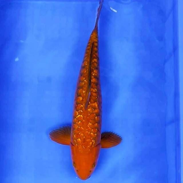 Tembaga Ginrin Aragoke # 42cm