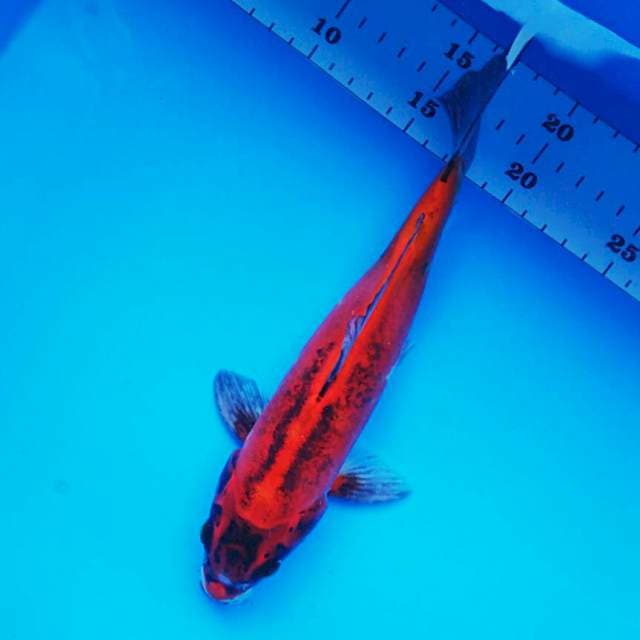 Reddish kiko 27cm