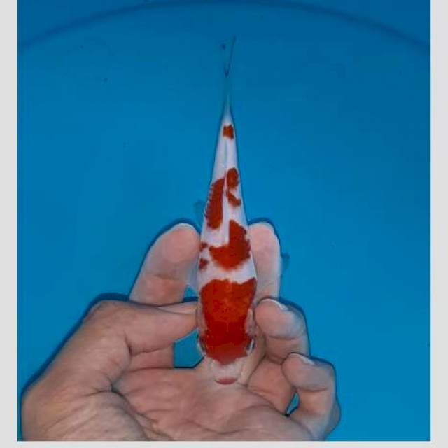 Kohaku merah darah kuchibeni 15cm
