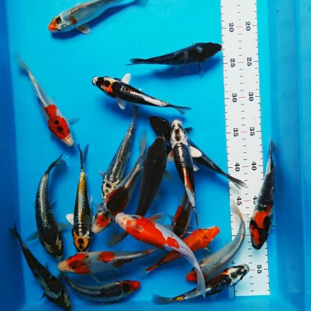 Mix koi size 15 - 18cm 20ekor