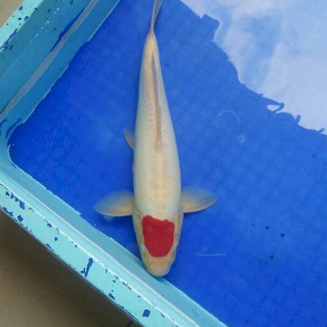 Male 32cm, tancho original doitsu