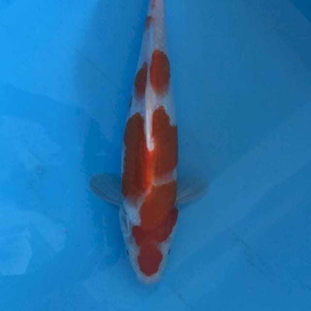 A Kohaku 28cm