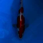 A Kohaku 28cm 